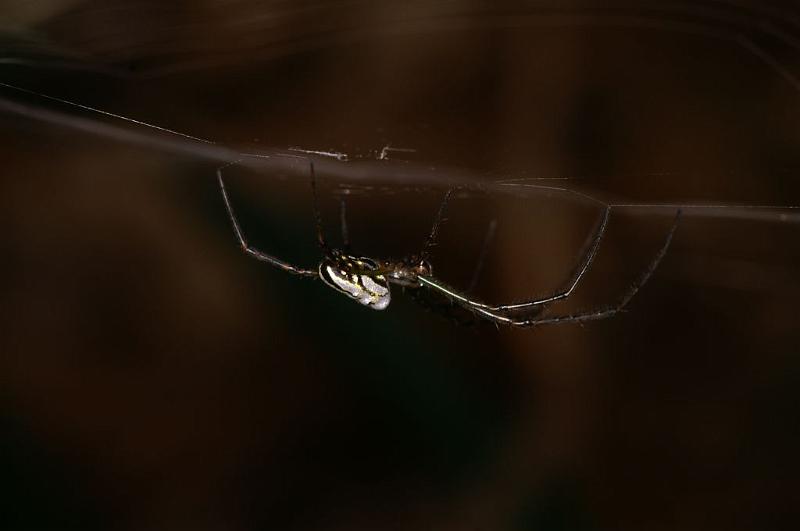 Leucage_granulata_D5564_Z_90_Wellington Point Esplanada_Australie.jpg